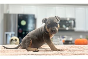 Maryland - American Bully for sale