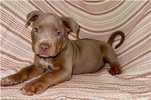 Tennessee - American Bully for sale