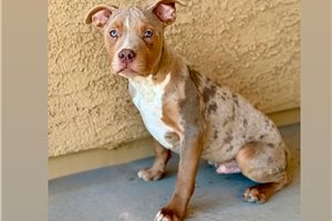 Montana - puppy for sale