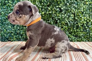 Denver - puppy for sale