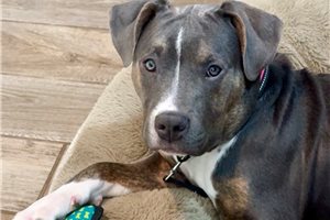 Carolina - puppy for sale