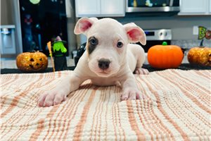 Indiana - puppy for sale