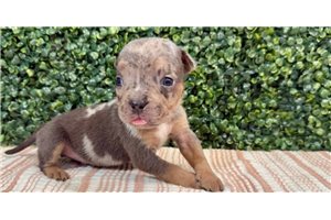 Indiana - American Bully for sale