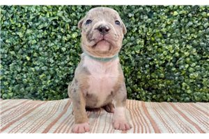 Virginia - puppy for sale