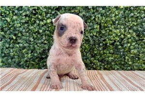 Frankfurt - puppy for sale