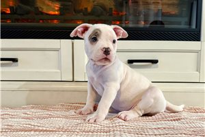 Juneau - American Bully, placed in Tucson