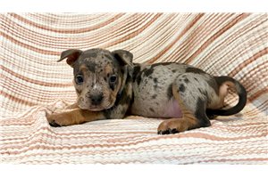Indiana - American Bully for sale