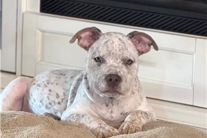 Colorado - puppy for sale