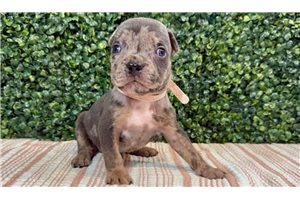 Honolulu - puppy for sale