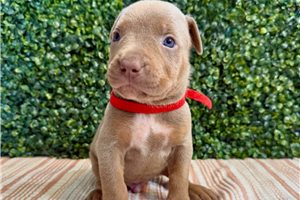 Tennessee - American Bully for sale