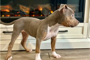 Virginia - puppy for sale