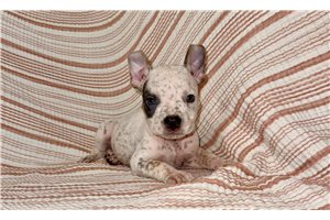 Frankfurt - American Bully for sale