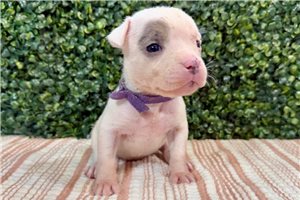 Juneau - puppy for sale