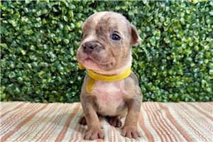 Austin - American Bully for sale