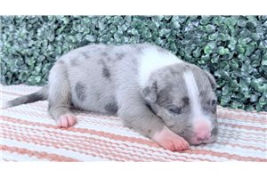 Boulder - puppy for sale