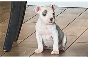 Juneau - American Bully for sale