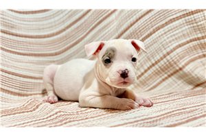 Juneau - American Bully for sale