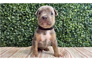 Dallas - puppy for sale