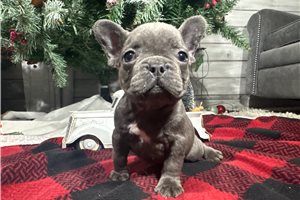 Mateo - French Bulldog for sale