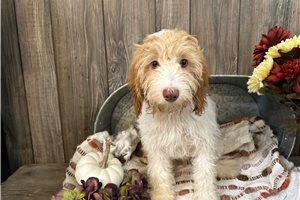 Ace - puppy for sale