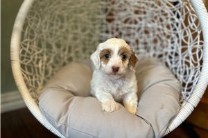 Freya - Cockapoo for sale