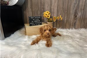 Minnie - puppy for sale