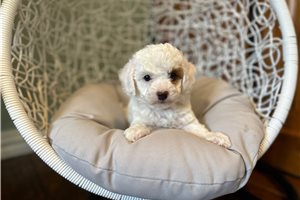 Faith - Cockapoo for sale