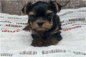 Leonard - Yorkshire Terrier - Yorkie for sale