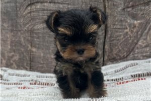 Liberty - Yorkshire Terrier - Yorkie for sale