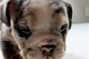 Alexis - English Bulldog for sale