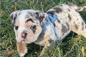 Alexis - English Bulldog for sale