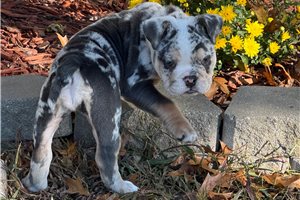 Alexis - English Bulldog for sale