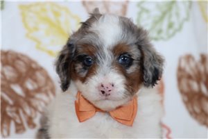 Neptune - puppy for sale