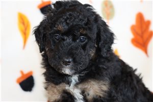 Nathan - puppy for sale
