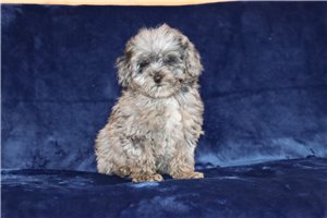 Mateo - Aussiedoodle for sale