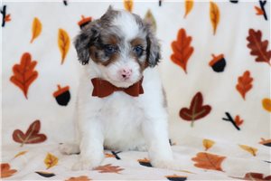 Neptune - Aussiedoodle for sale
