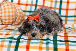 North - Aussiedoodle for sale