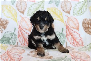Norm - Aussiedoodle for sale