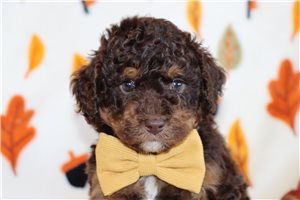 Nico - puppy for sale