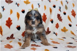 North - Aussiedoodle for sale