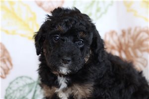Nathan - Aussiedoodle for sale