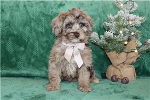 Michael - puppy for sale