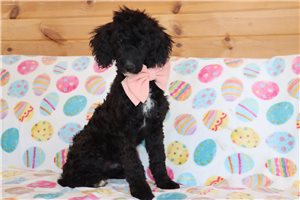 Maverick - Aussiedoodle for sale