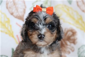 North - puppy for sale
