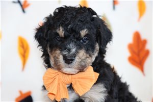 Norm - Aussiedoodle for sale