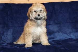 Matthew - Aussiedoodle for sale
