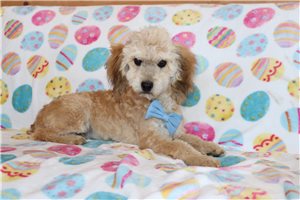 Matthew - Aussiedoodle for sale