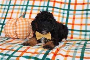 Nathan - Aussiedoodle for sale