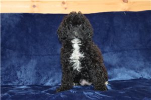 Maverick - Aussiedoodle for sale