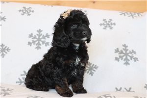 Carmela - Cockapoo for sale